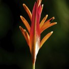 Reaching For The Light